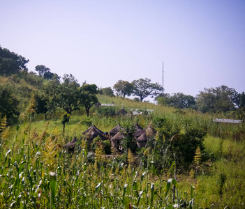 Tatale Togo附近的传统母羊村