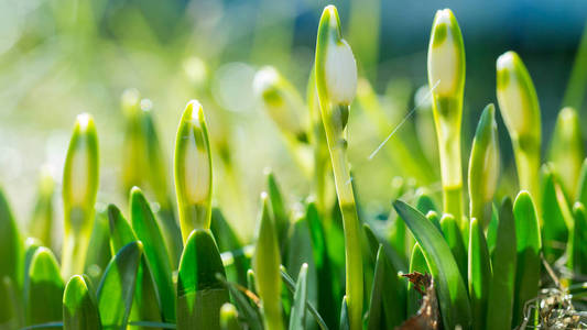 雪花与花朵在阳光下复苏春花与花蕾的觉醒自然. 长宽横幅照片