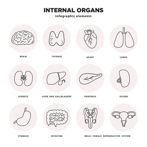 内脏图标设置。人体器官图表在白色背景下被隔离的线条设计元素。脑, 甲状腺, 心脏, , 肝, 肾脏, 胰腺, 胃, 肠道, 生
