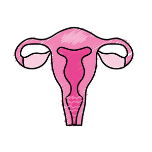 子宫输卵管与人体解剖矢量插图插画