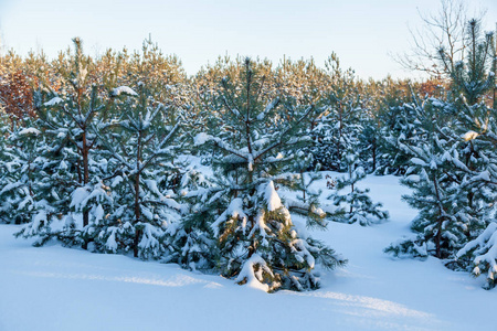 雪冬林，有高大的松树，雪树。 冬天的仙女森林覆盖着雪