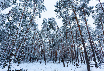 雪冬林，有高大的松树，雪树。 冬天的仙女森林覆盖着雪