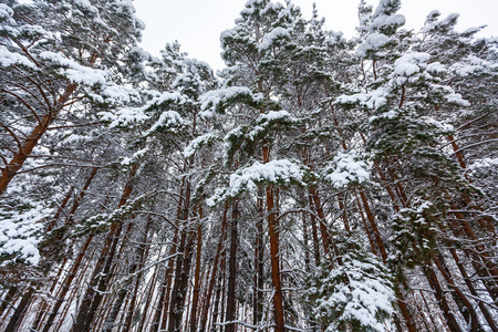 雪冬林，有高大的松树，雪树。 冬天的仙女森林覆盖着雪