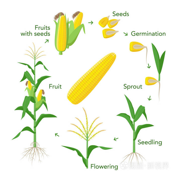玉米生长过程步骤图图片