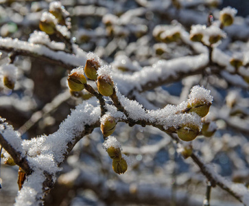 蓓蕾覆盖着白雪的树枝