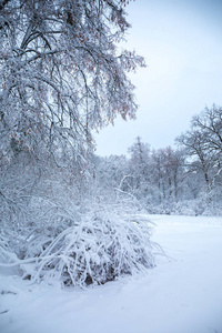 公园里美丽的冬季雪景