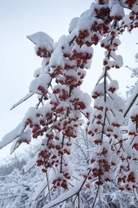 公园里美丽的冬季雪景