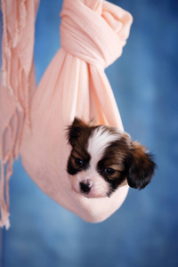 小品种小狗挂在织物上图片