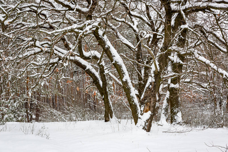 雪地里森林里美丽的冬天