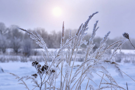 冬天的风景在寒冷的雪天。 草地上的霜