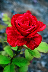 花园里阴暗的背景上的红玫瑰图片