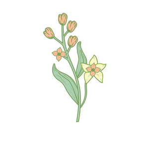 调味品插图剪影洋甘菊植物成分食品载体插图调味品照片