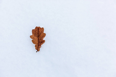 白雪上红色的干橡木叶