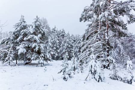 白雪皑皑的冬林，有高大的松树雪树。冬天的仙女森林覆盖着雪