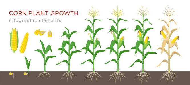玉米生长阶段矢量例证在平面设计。玉米植物的过程。玉米生长从粮食到开花和结果开花, 在白色背景上分离。成熟的玉米和谷物