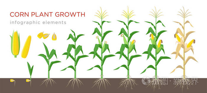 玉米生长阶段矢量例证在平面设计。玉米植物的过程。玉米生长从粮食到开花和结果开花, 在白色背景上分离。成熟的玉米和谷物