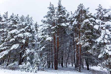 白雪皑皑的冬林，有高大的松树雪树。冬天的仙女森林覆盖着雪