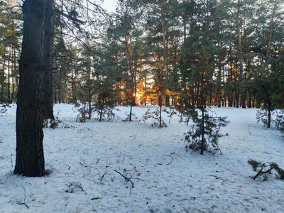 冬天的风景在森林里，很多雪，树枝在雪中，自然景观有一个寒冷和雪的冬天