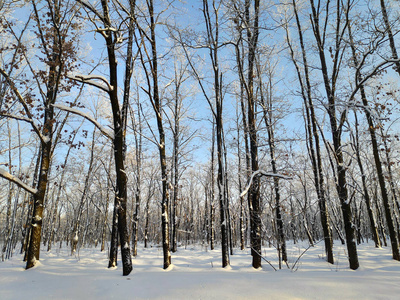 冬天的风景在森林里，很多雪，树枝在雪中，自然景观有一个寒冷和雪的冬天