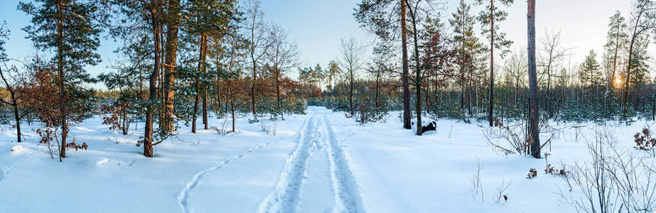 冬天森林里的路上有高高的松树雪树。 冬天的仙女森林覆盖着雪