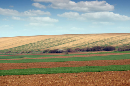 耕作和绿色麦田农业塞尔维亚景观
