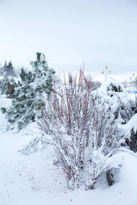 公园里美丽的冬季雪景