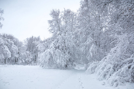 公园里美丽的冬季雪景