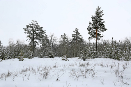 雪界森林的冬季景观