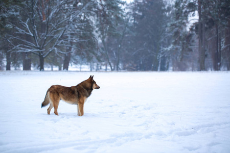森林里雪地里的野狗