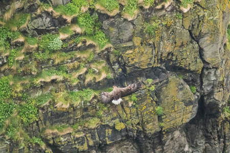 白尾鹰附着在隆德岛陡峭的悬崖上
