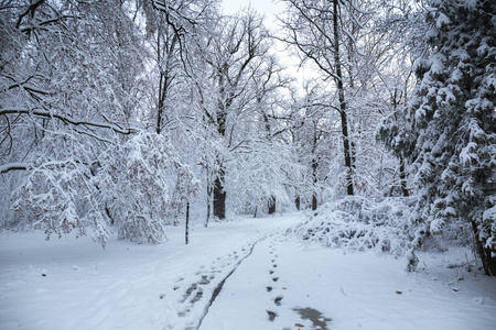 公园里美丽的冬季雪景