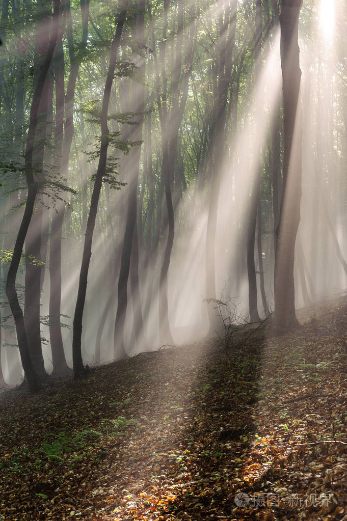 山毛榉森林里的太阳光阳光穿过落叶林的早晨
