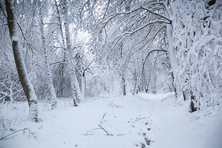 公园里美丽的冬季雪景