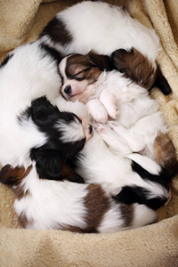 小品种幼犬，乳突，睡在皮毛上