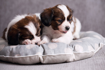 小品种的幼犬，乳突，甜美地睡在枕头上