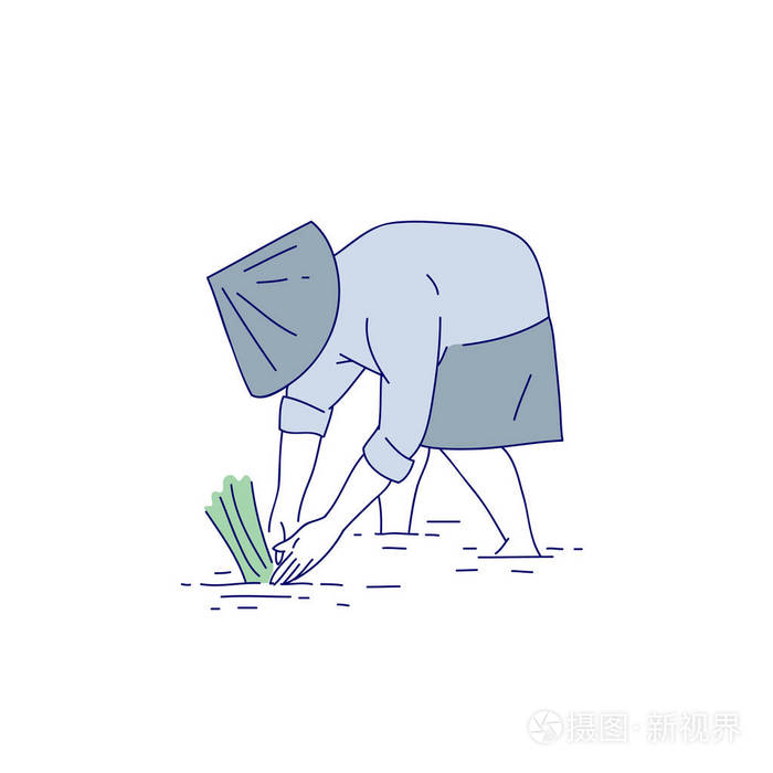 插画 中国女农民在传统服装种植水稻幼苗.