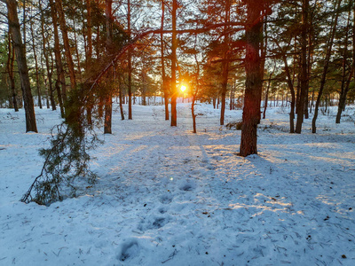 冬天的风景在森林里，许多雪树枝在雪的自然景观中，有一个寒冷和雪的冬天。