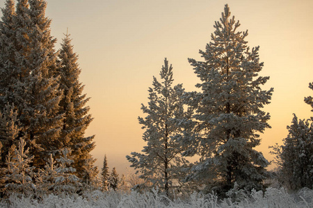 冬季景观。 冬天寒冷的晴天。 白雪覆盖的森林。