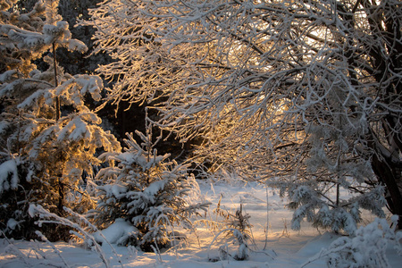 冬季景观。 冬天寒冷的晴天。 白雪覆盖的森林。