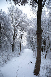 公园里美丽的冬季雪景