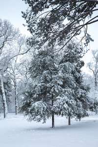 公园里美丽的冬季雪景