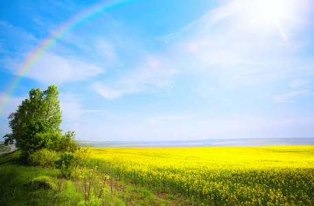  yellow flower and blue sky