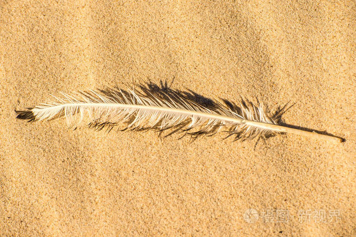 海滩上的羽毛