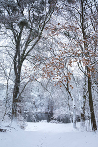 公园里美丽的冬季雪景