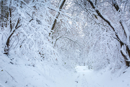 公园里美丽的冬季雪景