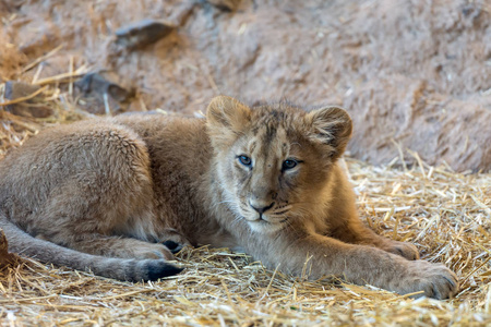 躺在干草上的狮子幼崽的肖像。