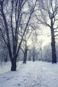 白雪皑皑的天空中的冬景