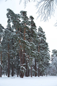 公园里美丽的冬季雪景