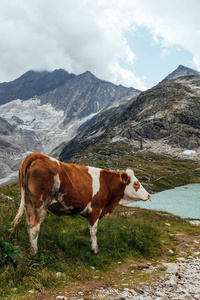 在奥地利阿尔卑斯山的山上放牧的奶牛