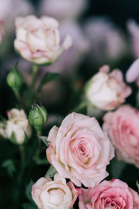 灌木玫瑰。 粉红色和丁香色。 在花店里。